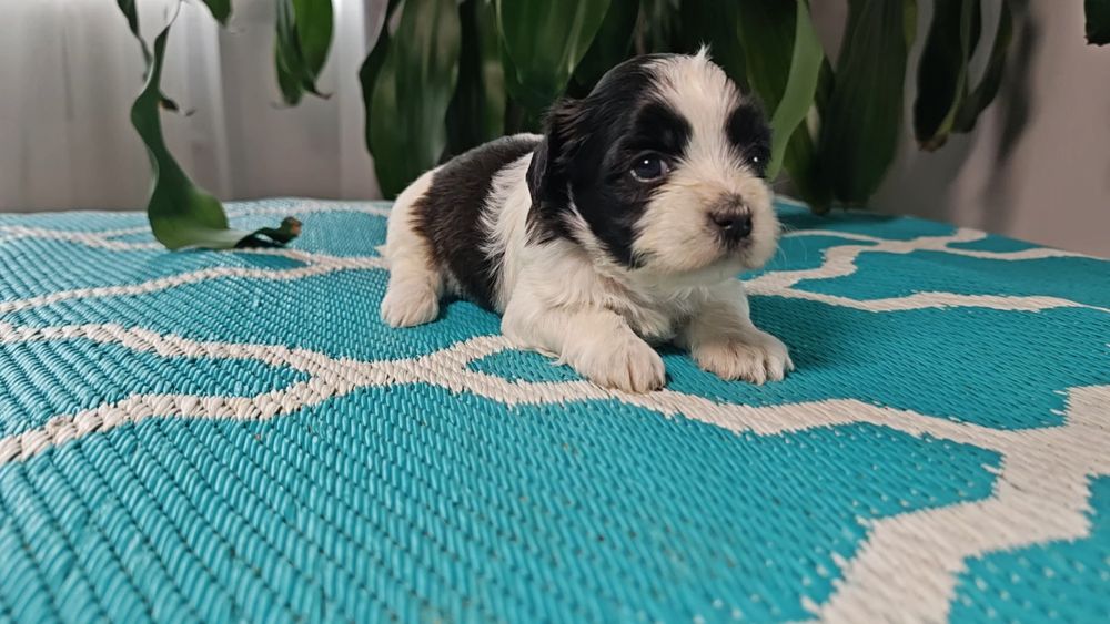 Hawańczyki słodka Dejlunia