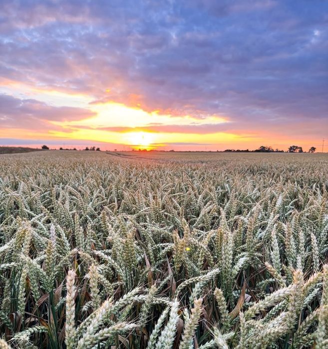 Ziemia rolna do uprawy – dzierżawa bezpośrednia