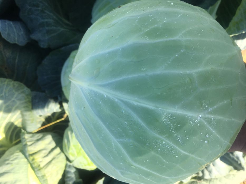 капуста опт , телефонуйте домовимось