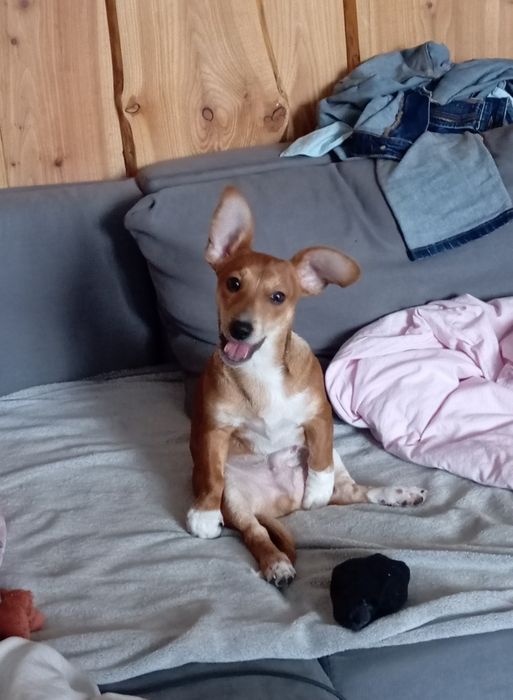 Oddam pieska niecały rok kundelek