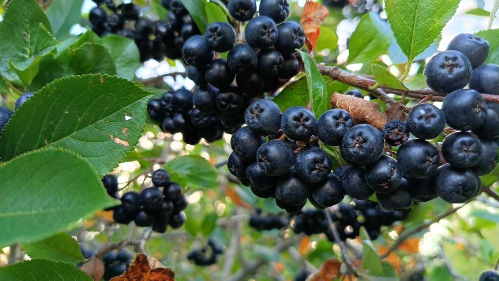 Aronia ekologiczna świeżo zbierana!