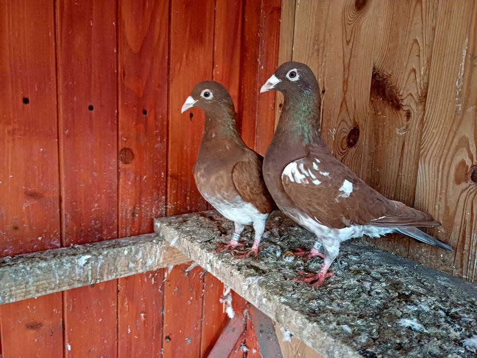 Gołebie mulemansy tygrysy pocztowe