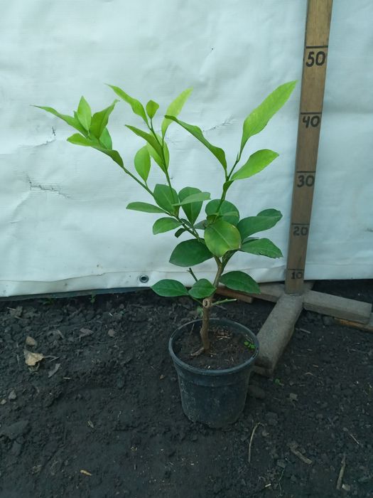 Лимони різні сорти