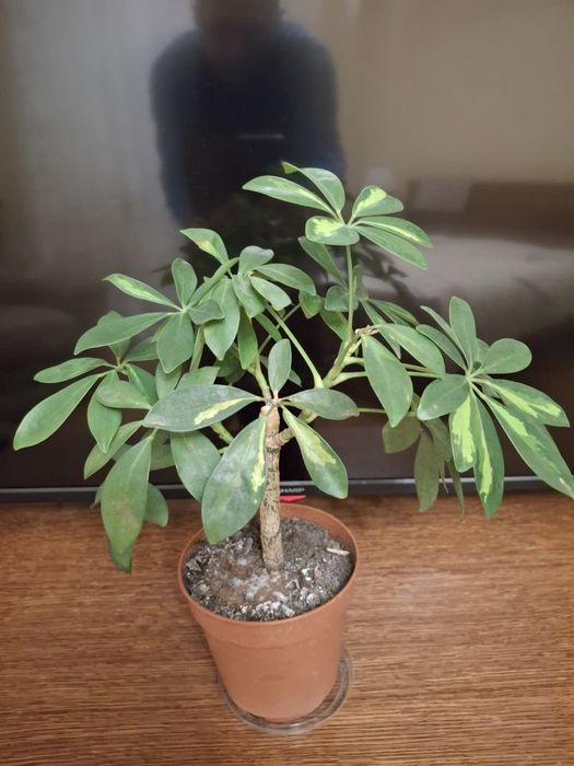 Шефлера,драцена,сингоніум,драцени різні