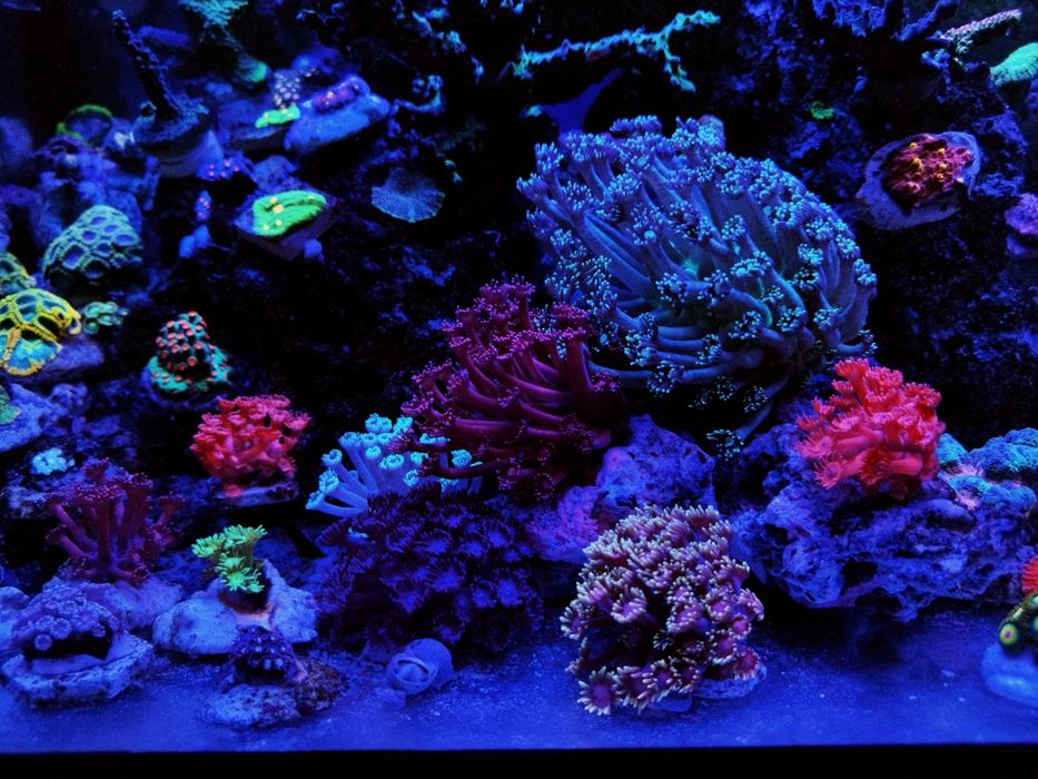 Koralowce różne rodzaje