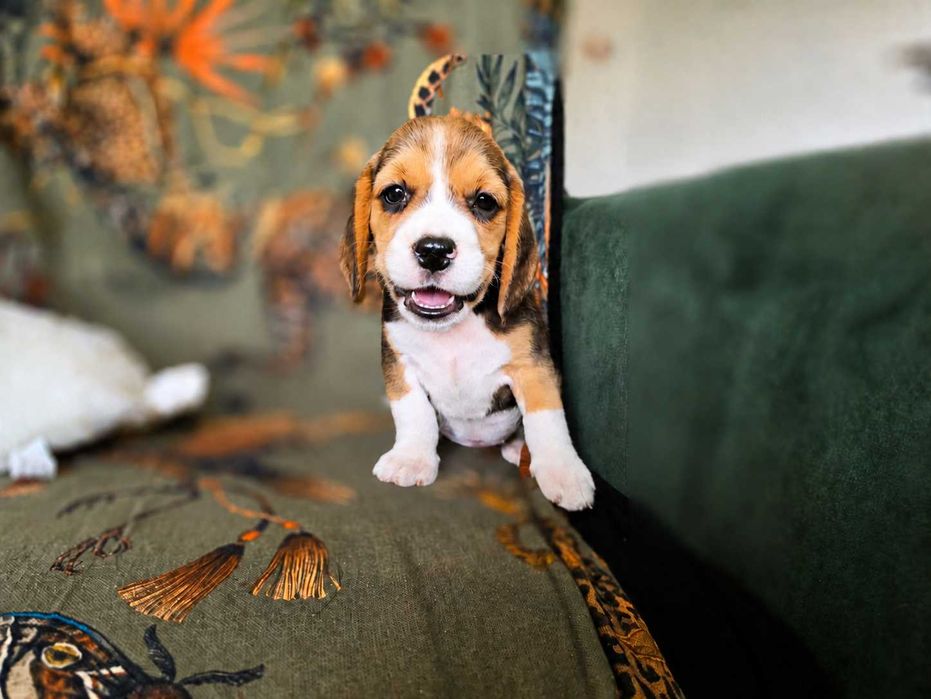 BEAGLE-tricolor, śliczne szczeniaki, doskonały rod., ZKwP