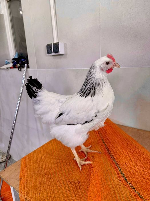 NIOSKI młode od Hodowcy ! Kury zdrowe z jajkiem ! PROMOCJA ! Zapraszam