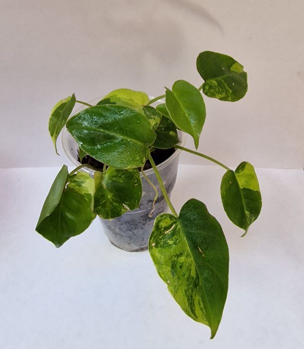 Philodendron burle marx variegata