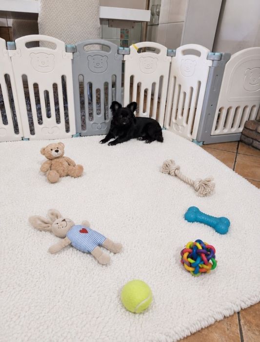 chihuahua macho pêlo longo idade 7 meses exemplar top super meiguinho