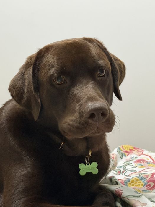 Labrador Castanho Puro