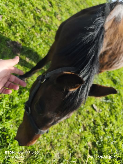 Égua montada e engatada cheia