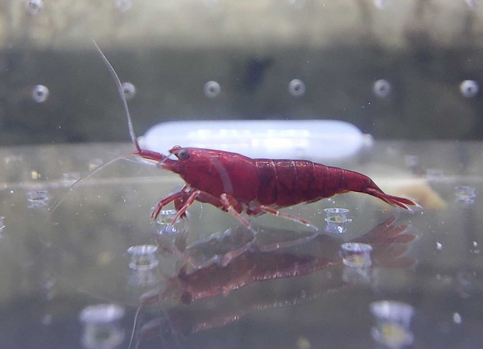 Krewetki Neocaridina Bloody Mary