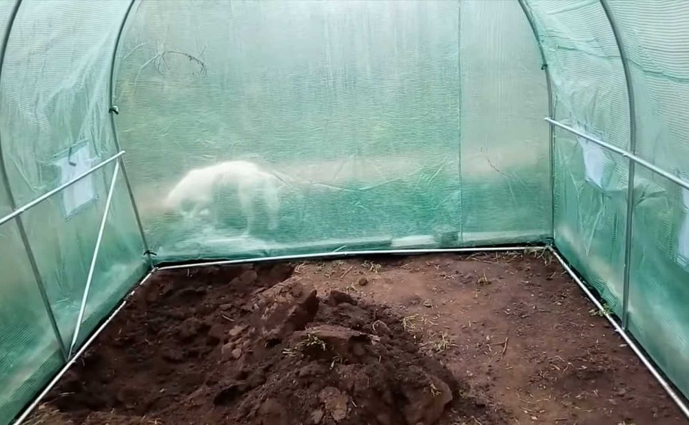 теплиця садова для городу дому дачі