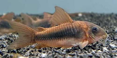 kirys spiżowy GRUBY KOCUR sklep zoologiczny rzeszów