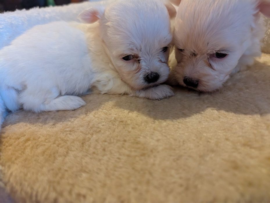 Bichon maltes super top