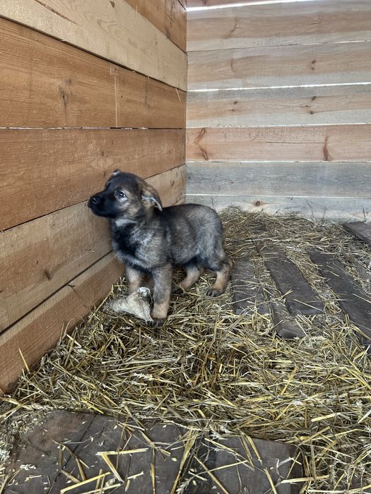 Продам цуценят німецькоі вівчарки