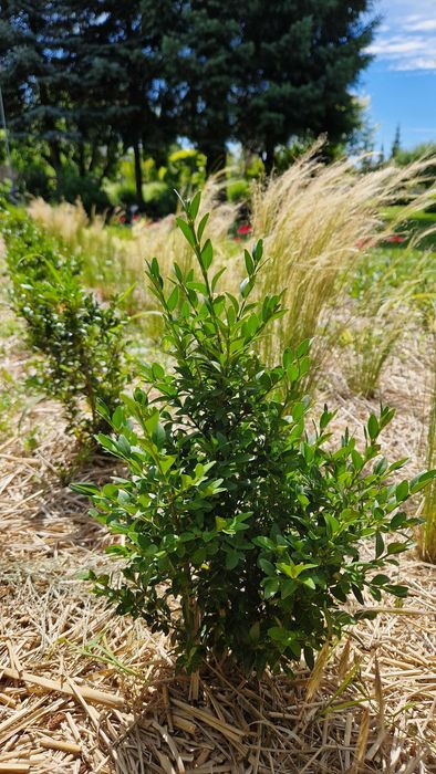 Jeżówki, żurawki,  stipy, hakonechloa, werbeny, bukszpany, trzmieliny