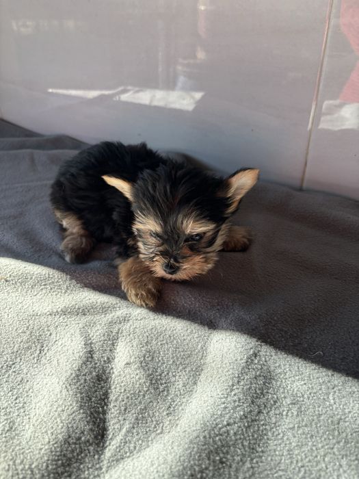 Morkie macho de pelo comprido