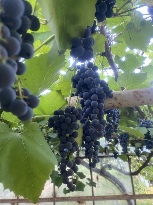 Winogron ciemny na wino do jedzenia
