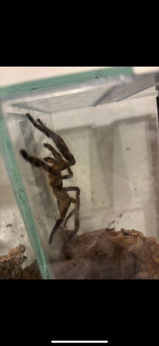 Pajak ptasznik Mlody samiec P. Subfusca