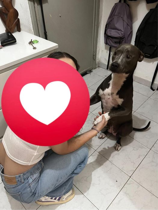 Adoção Responsável