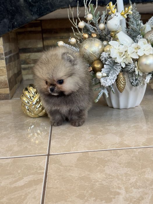 Крихітний шедевр!МІКРО хлопчик КСУ