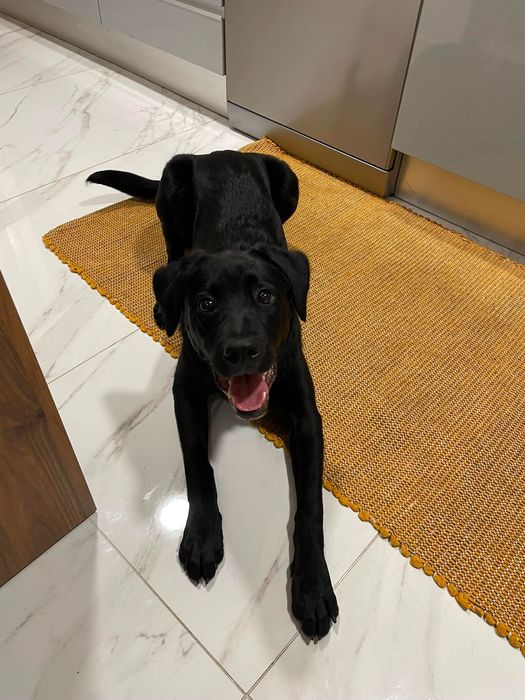 Labrador (adoção)