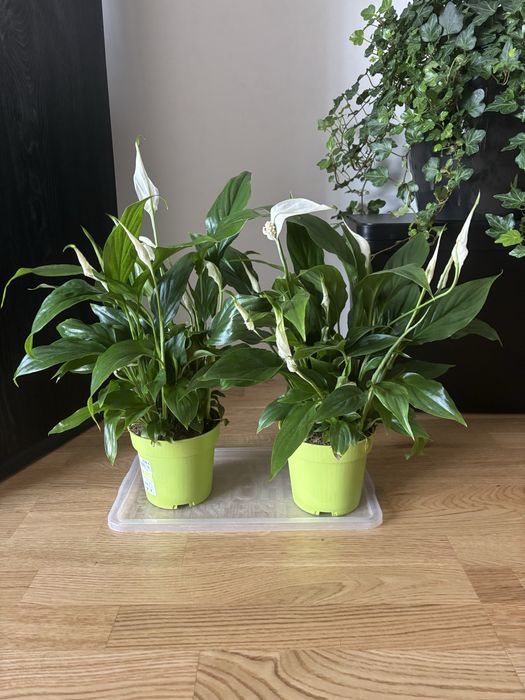 Skrzydłokwiat (spathiphyllum)_duży