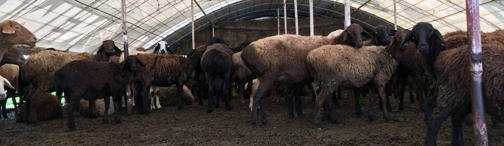 Продам баранов , валухов