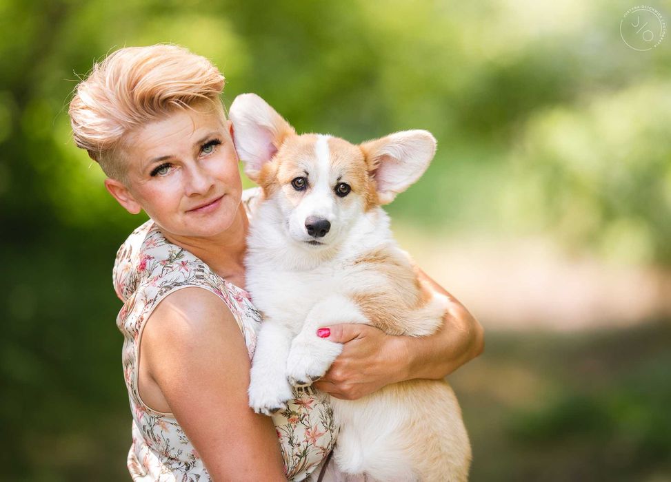 Welsh Corgi Pembroke, po prostu słodziaki!