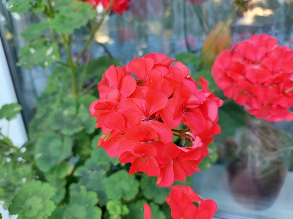 Пеларгонія, герань, калачик, яскравий колір