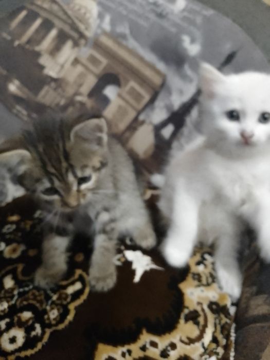 пухнастими шукають дім