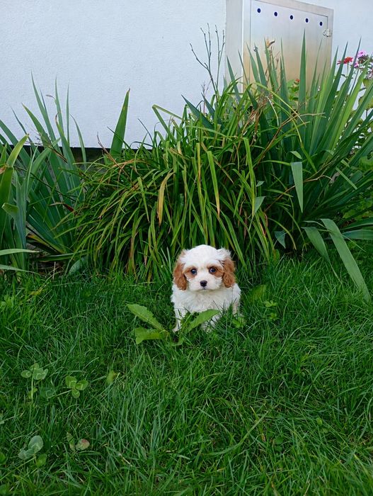 Cavapoo  śliczne