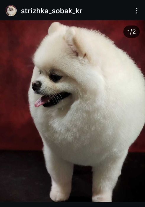 Грумер Кропивницький