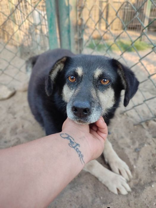 Luka 7 letnia wylękniona sunia do adopcji