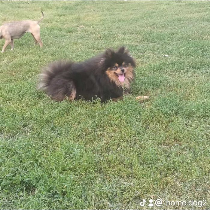 В'язка хлопчик шпіц чорно підпалий