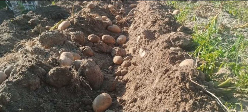 Batata vermelha de excelente qualidade