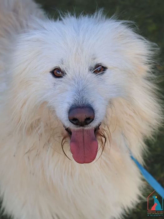 Malvin 257/24 - SZUKA DOMU!