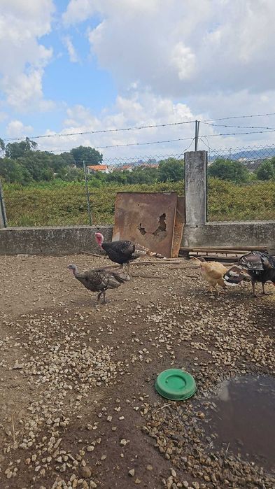 Perus para venda