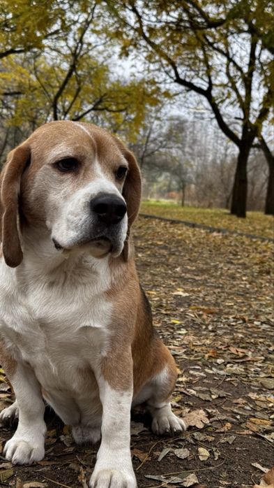 Бігль КСУ-FCI Вязка