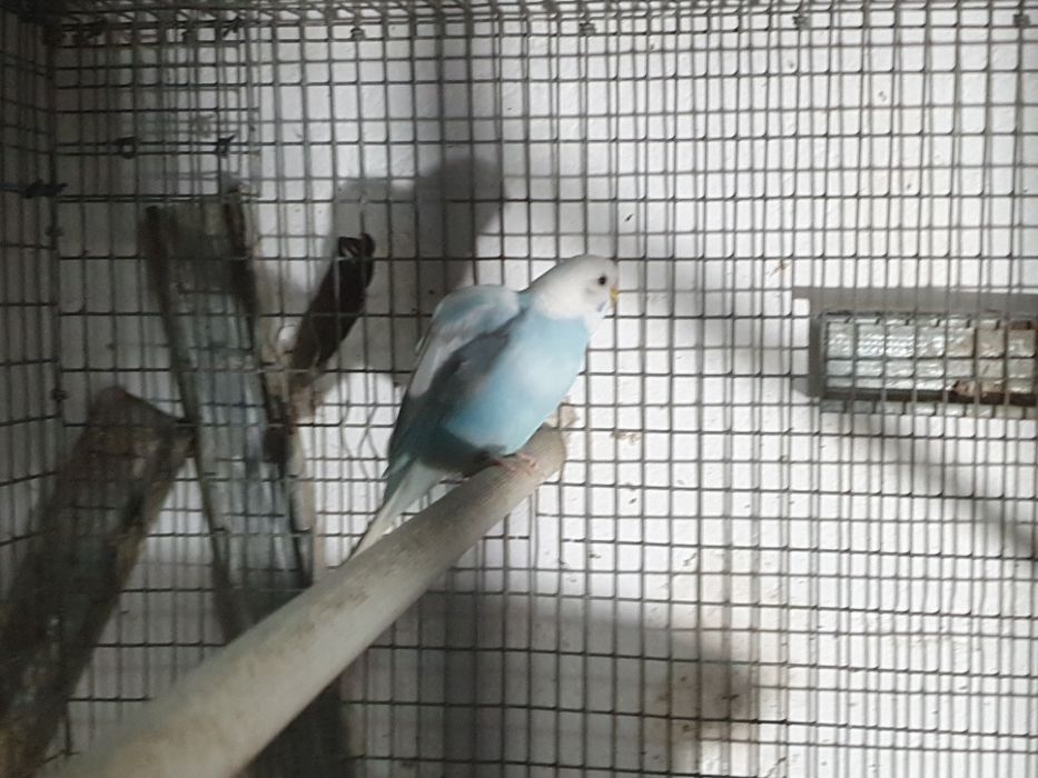 Periquitos casal 12,50€ venda seprardo ver