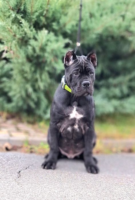 Найкраще цюценя приплоду.