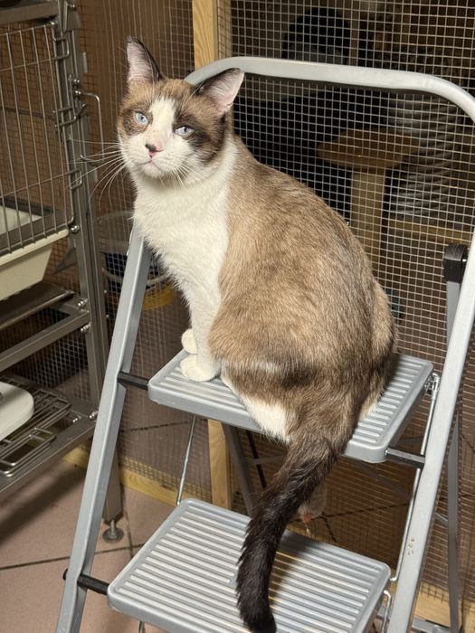 Котейки в дар хорошим людям