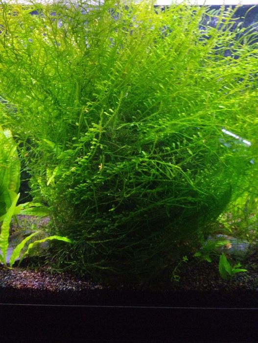 Musgo de Java planta de aquário