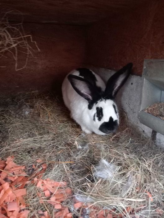 Sprzedam samicę srokacz niemiecki