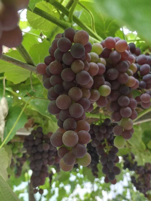 Sadzonki winorośli ukorzenione