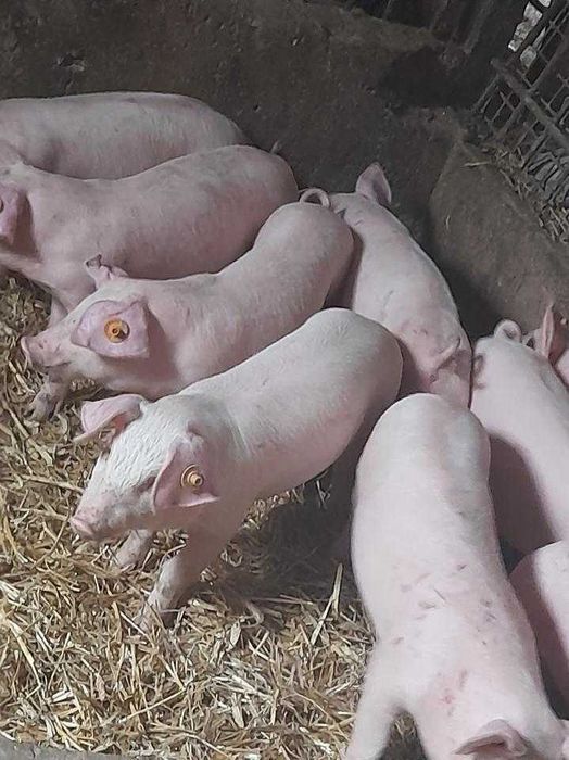 Sprzedam prosiaki warchlaki ok 20  szt