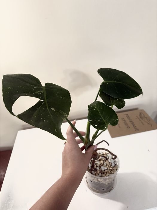 Monstera thai NOID