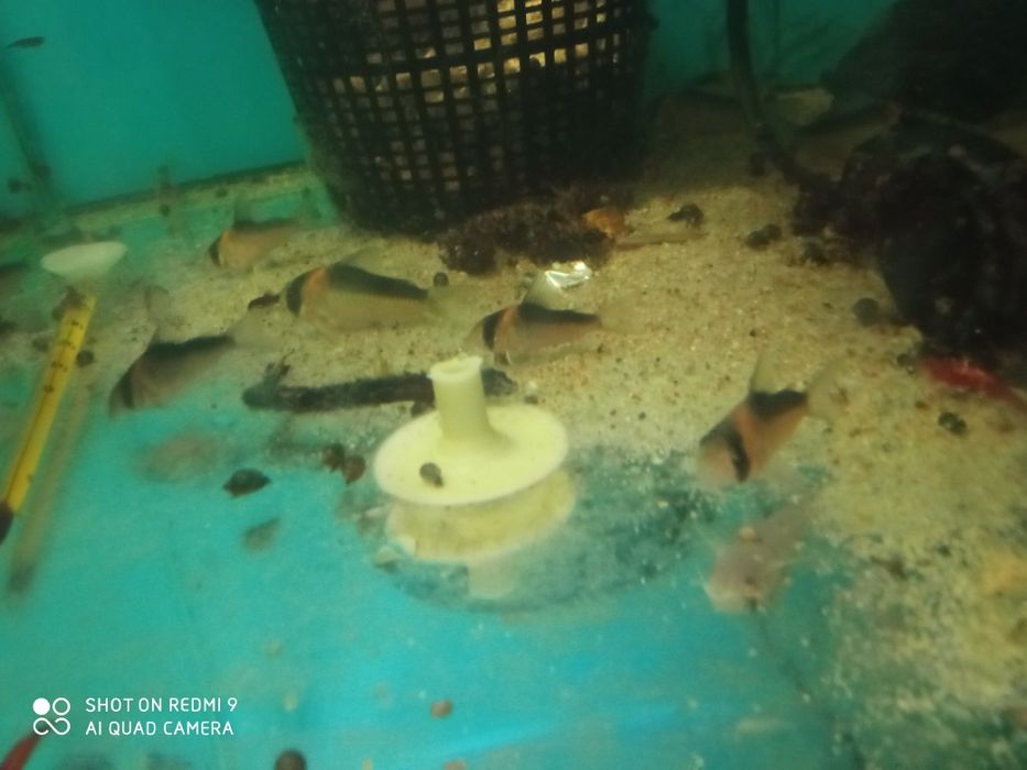 Kirysek adolfi  CORYDORAS adolfi kirys ryba rybka