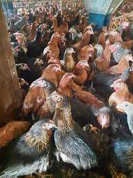 Kury nioski Rosa z wolnego wybiegu. Dominant od hodowcy. Dowóz.